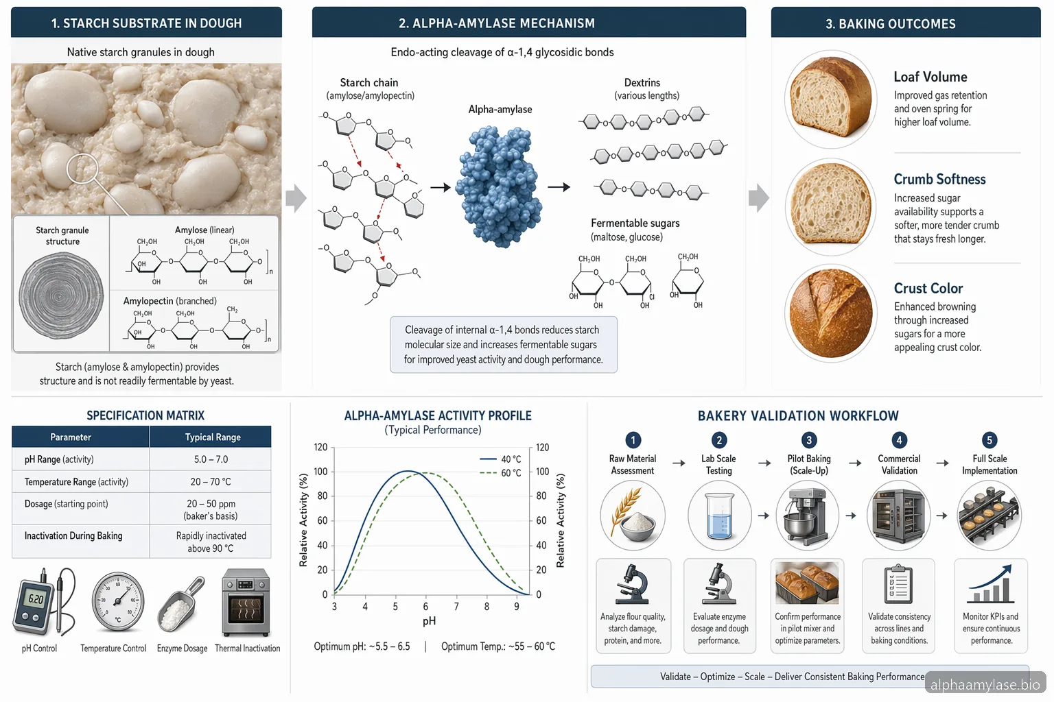 دليل المورّد لـ Alpha-Amylase في الخَبز الصناعي — process diagram
