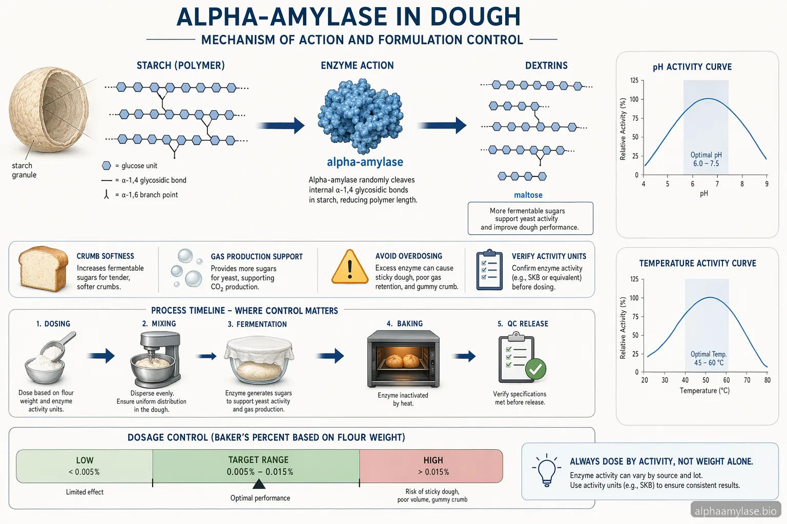Alpha Amylase Maxilase: come usare l’Alpha-Amylase nelle formulazioni da forno — process diagram