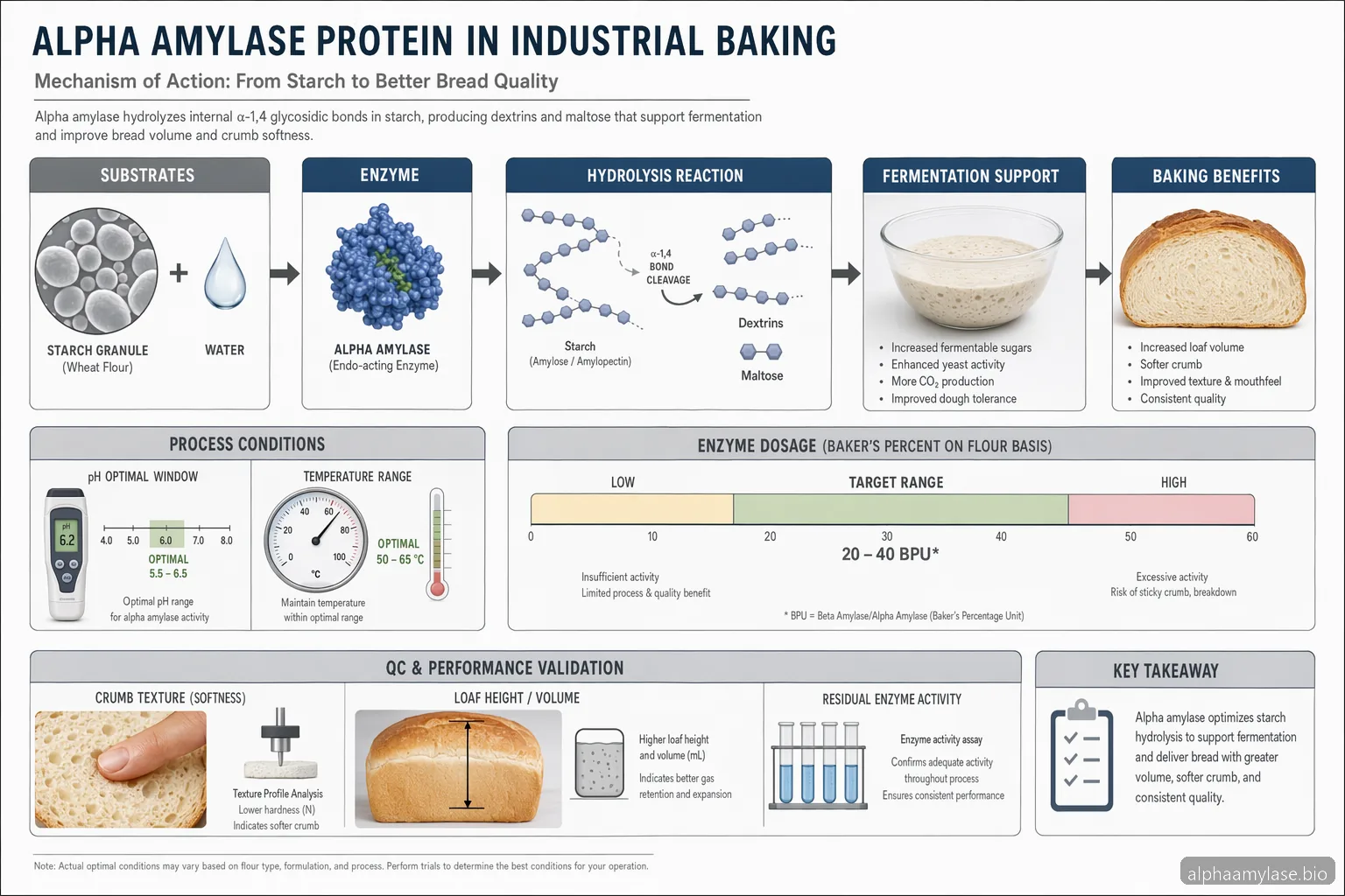 Alpha Amylase Protein for Industrial Baking — process diagram