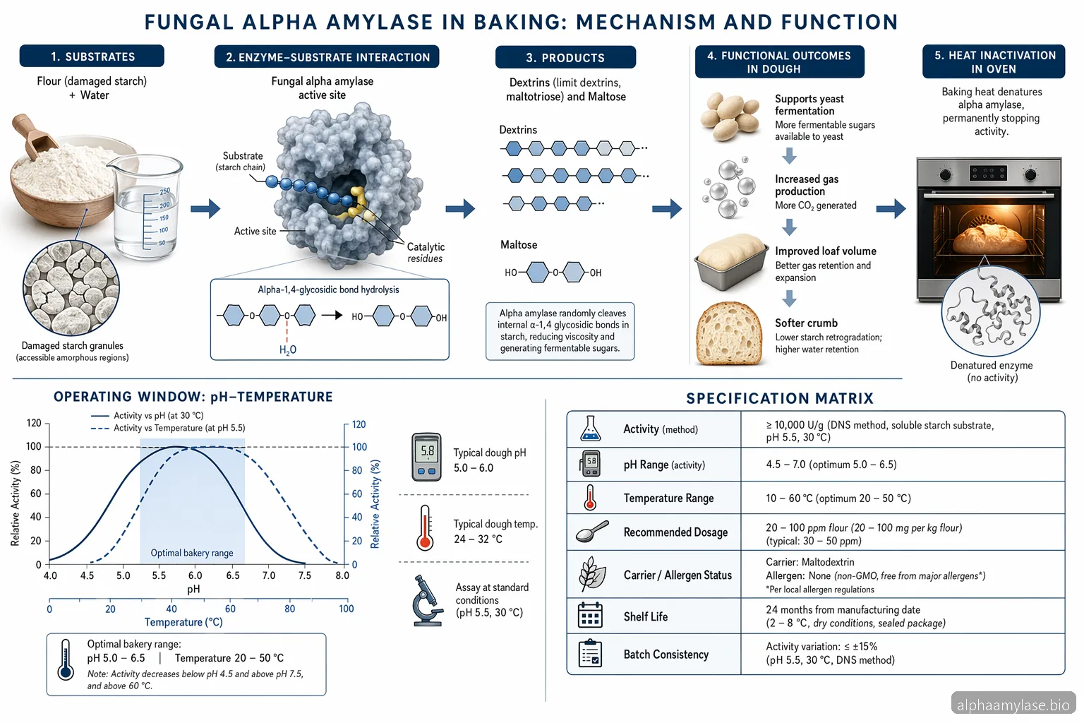 Fungal Alpha Amylase: Alpha-Amylase Specification Checklist for Baking — process diagram