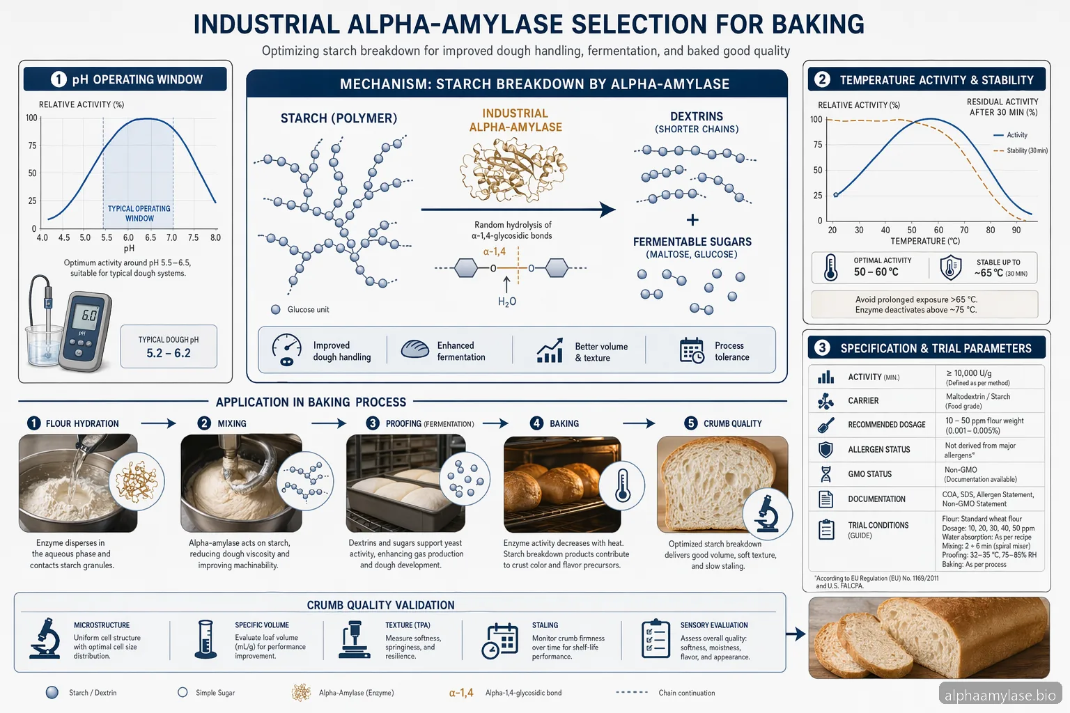 Maxilase Alpha Amylase: Alpha-Amylase Specification Checklist for Baking — process diagram