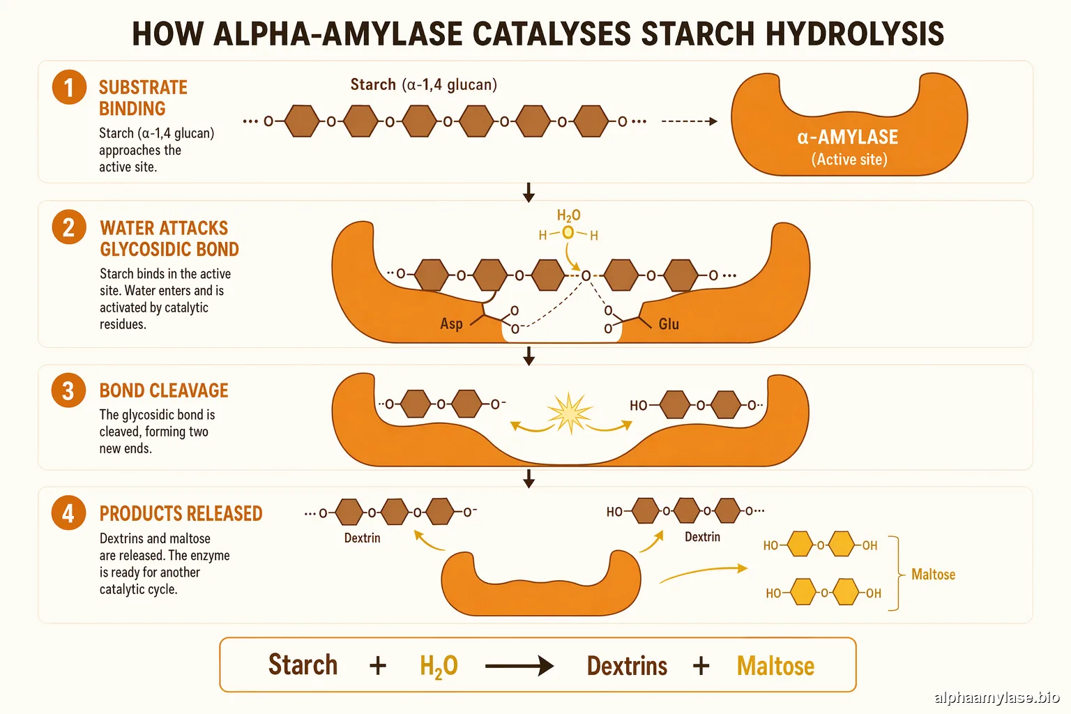 Alpha-Amylase reaction mechanism — sucrose hydrolysis pathway in four steps